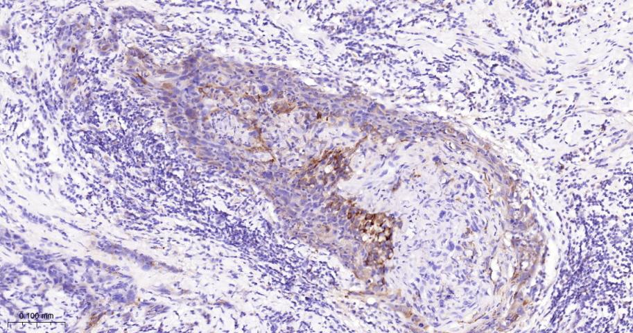 真核启动因子2α(eIFα2)兔单克隆抗体