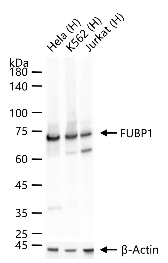 FUBP1 Recombinant Rabbit mAb (一抗) - WB,IHC-P,IHC-F,IF,Flow-Cyt,ICC/IF | Bioss