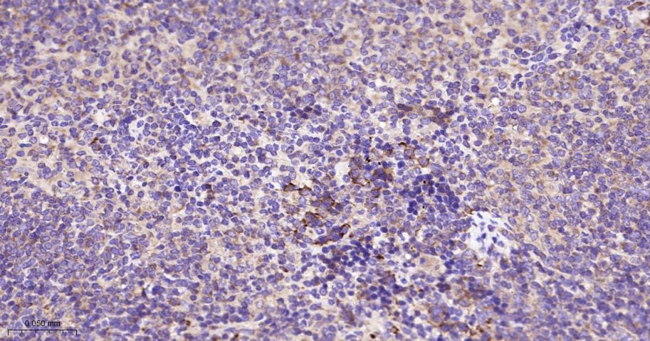 真核启动因子2α(eIFα2)兔单克隆抗体