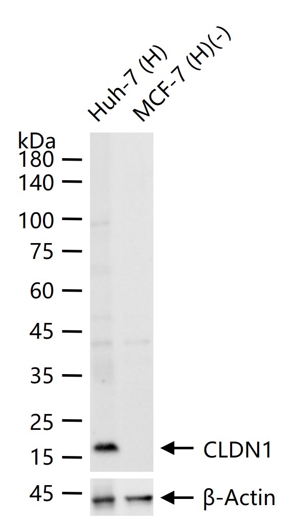 CLDN1 Rabbit pAb (一抗) - WB | Bioss