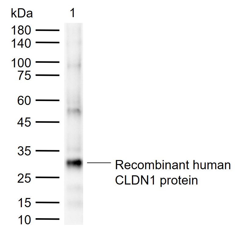 CLDN1 Rabbit pAb (一抗) - WB | Bioss