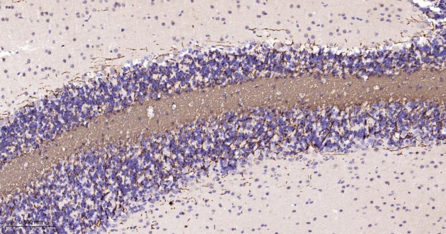 髓鞘碱性蛋白/磷脂碱性蛋白抗体-bs-24827R