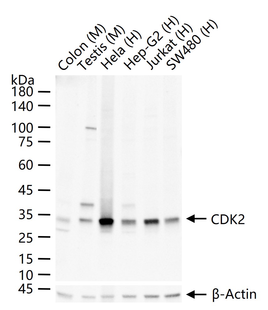 周期素依赖性激酶2重组兔单抗
