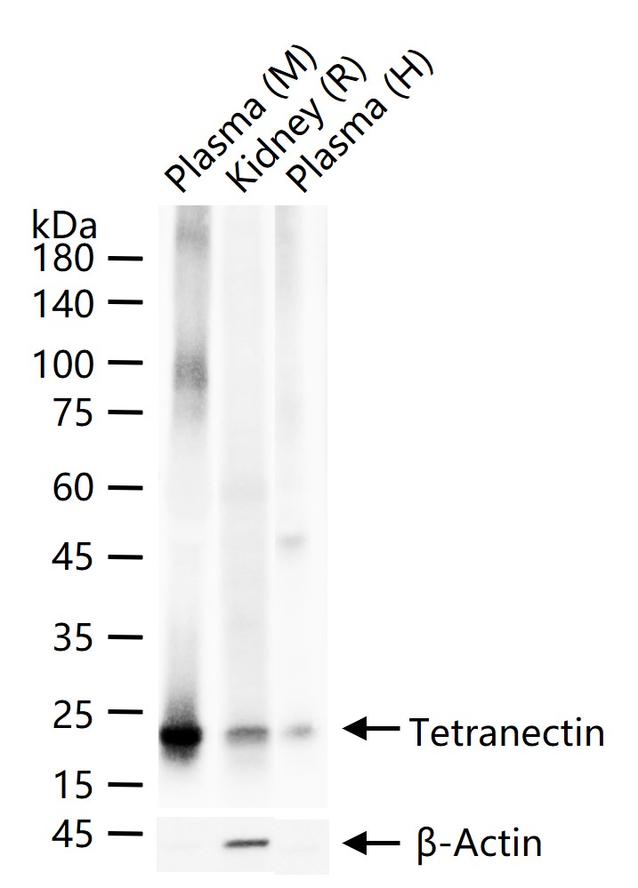 四连接素TN重组兔单抗