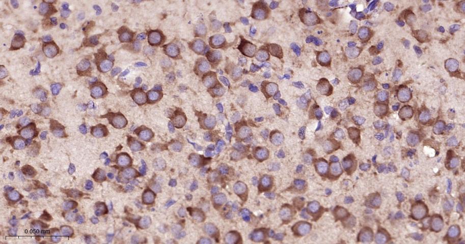 真核启动因子2α(eIFα2)兔单克隆抗体