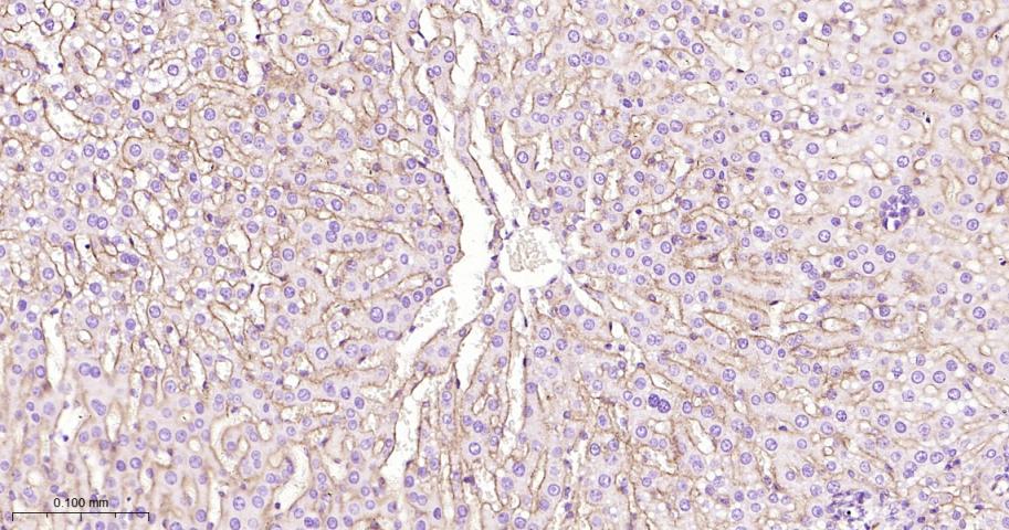 整合素α5（CD49e）重组兔单抗