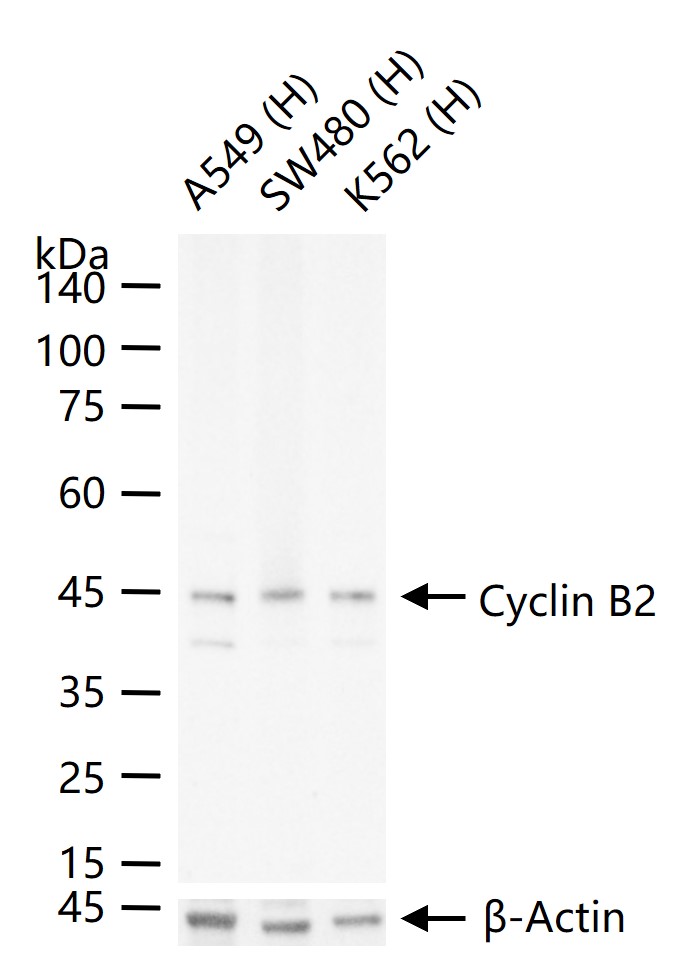 周期素B2重组兔单抗