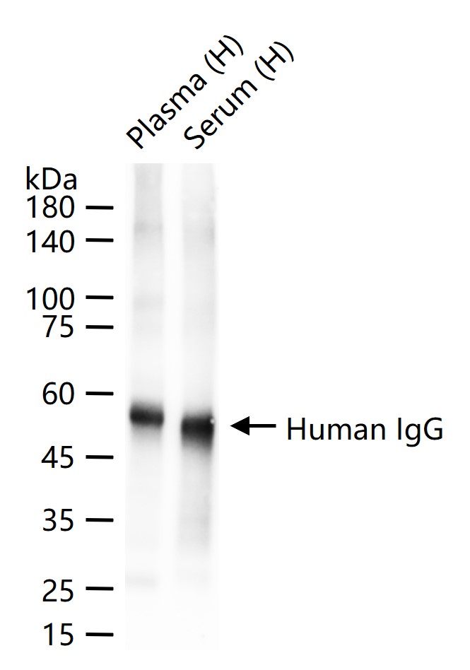 人IgG重组兔单抗