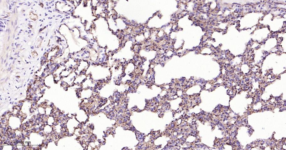 钙粘蛋白6重组兔单抗