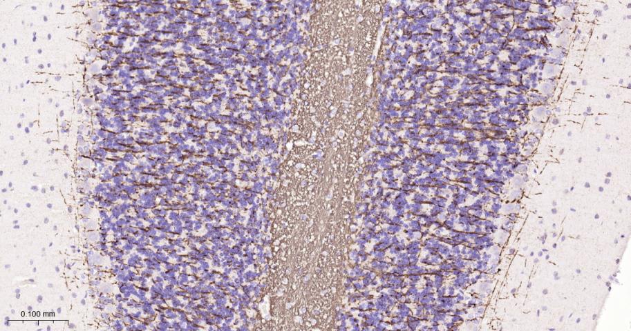 髓鞘碱性蛋白/磷脂碱性蛋白抗体-bs-24827R