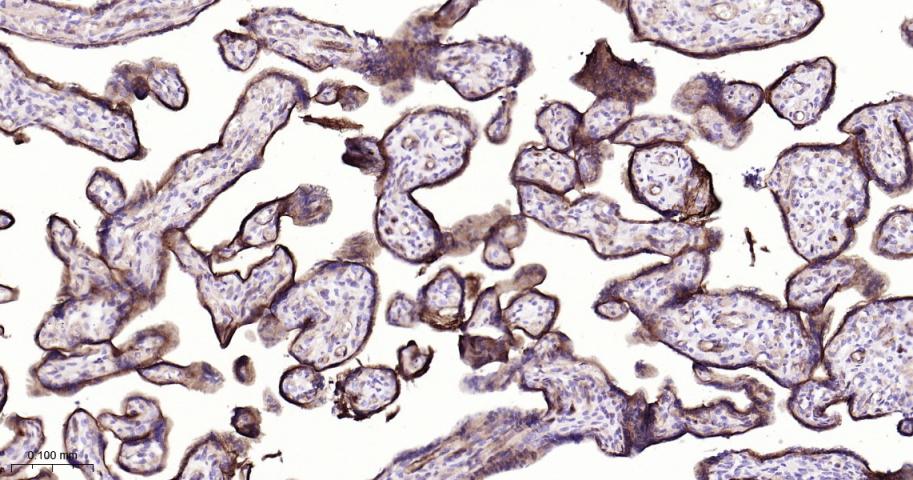 整合素α5（CD49e）重组兔单抗