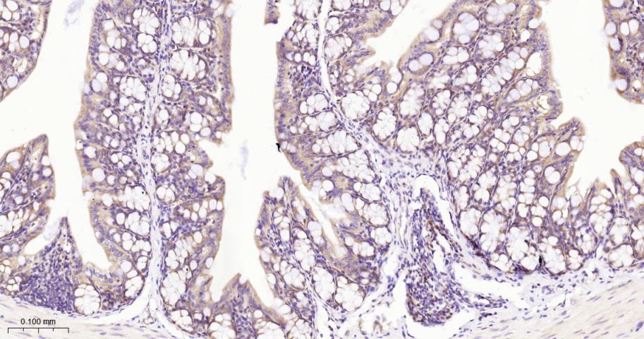 真核启动因子2α(eIFα2)兔单克隆抗体