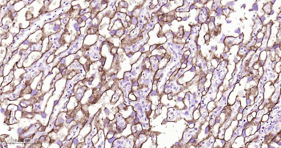 整合素α5（CD49e）重组兔单抗