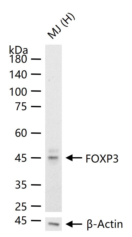 叉头蛋白P3重组兔单抗
