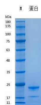 重组人生长激素-bs-48087P