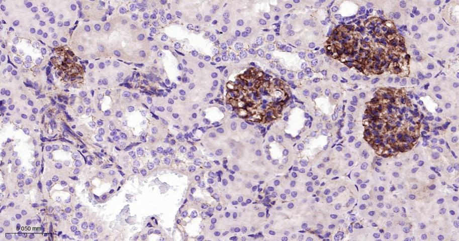 胞质紧密粘连蛋白1/闭锁小带蛋白1重组兔单抗