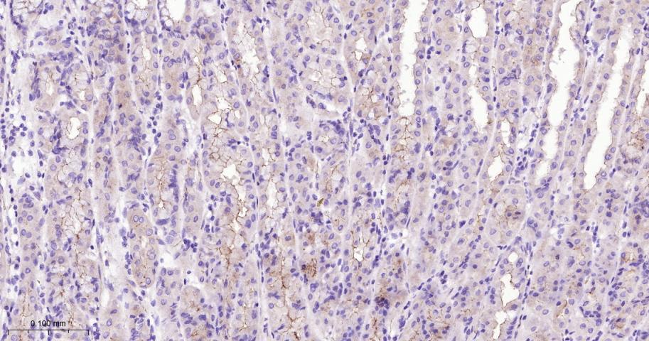 胞质紧密粘连蛋白1/闭锁小带蛋白1重组兔单抗