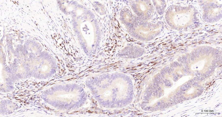 半胱胺酸蛋白酶蛋白-3单克隆抗体-bsm-55032M