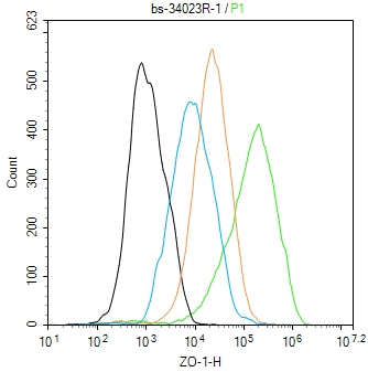 胞质紧密粘连蛋白1/闭锁小带蛋白1抗体
