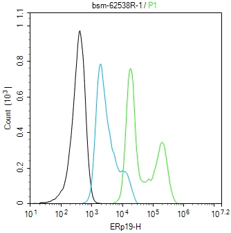 内质网蛋白ERp19重组兔单抗