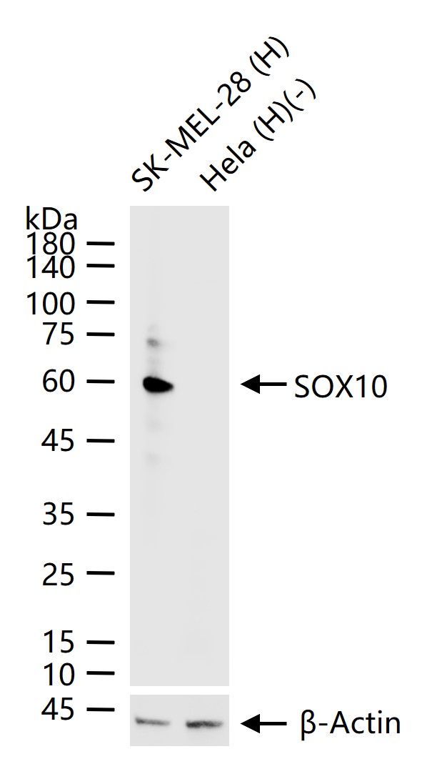 转录因子SOX10重组兔单抗