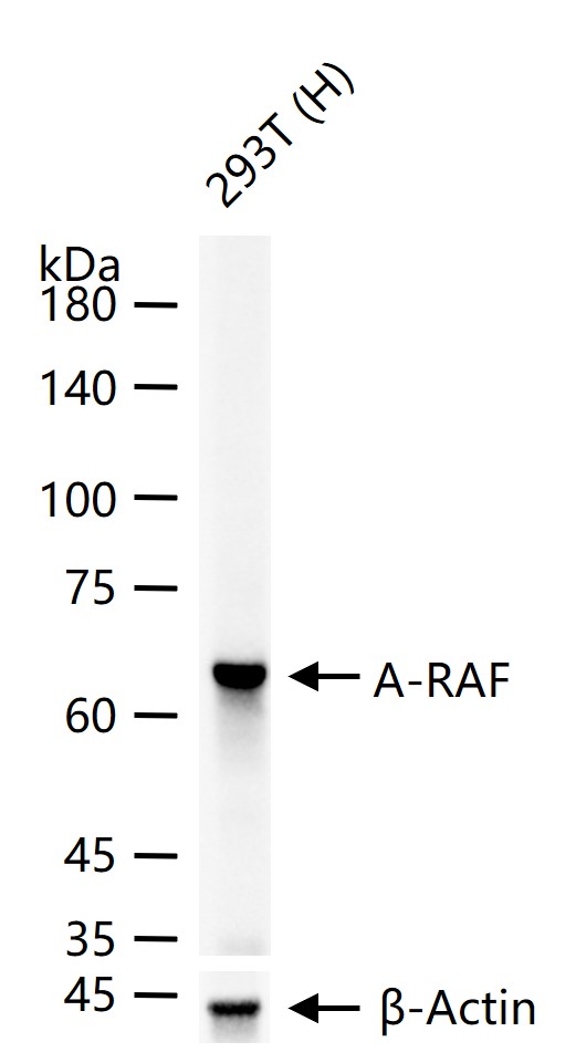 A-Raf重组兔单抗