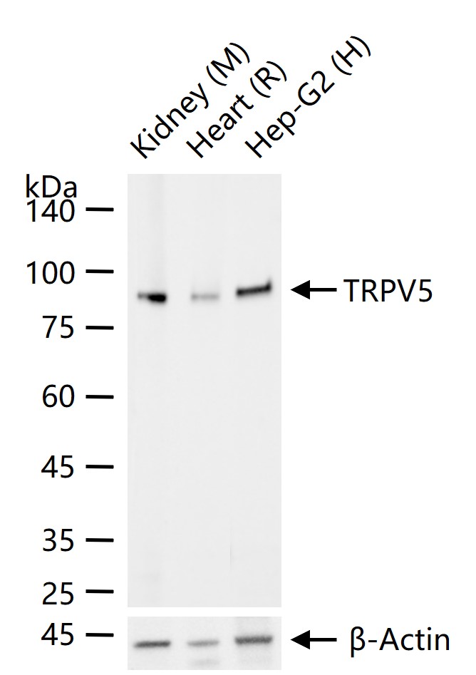 辣椒素受体5重组兔单抗