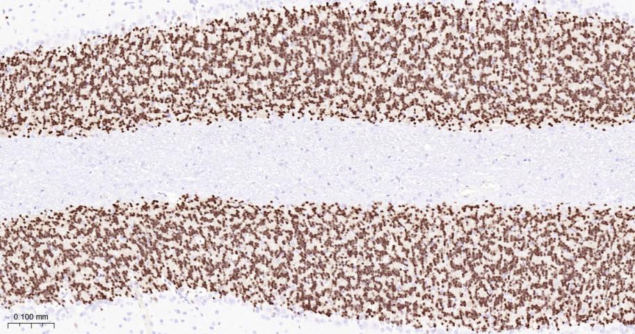 神经元核抗原重组兔单抗