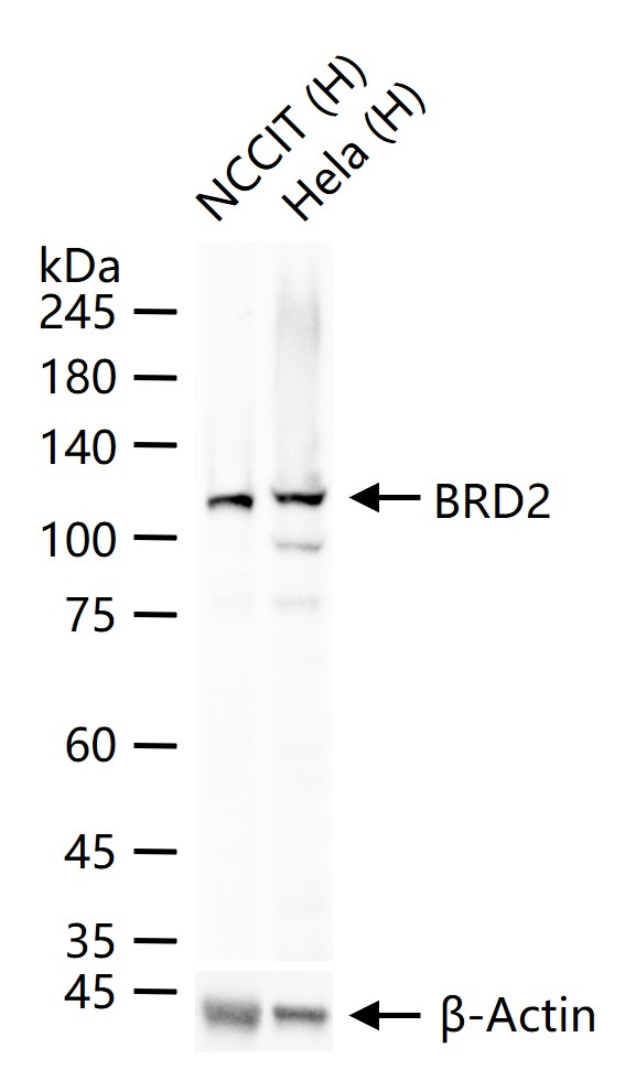 BRD2蛋白重组兔单抗