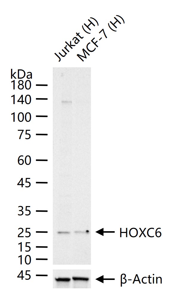 同源盒蛋白C6重组兔单抗