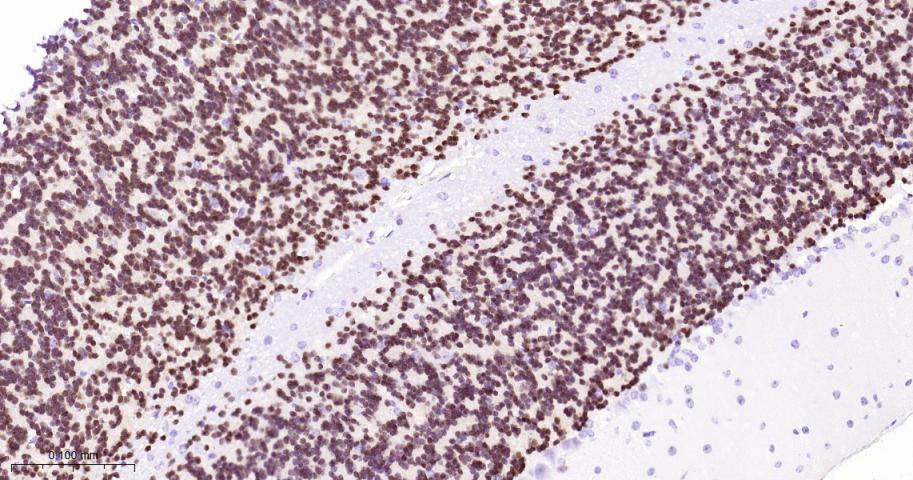 神经元核抗原重组兔单抗
