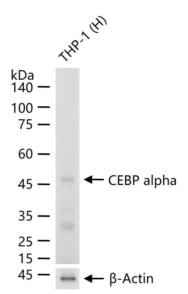 转录调节因子CEBP α重组兔单抗