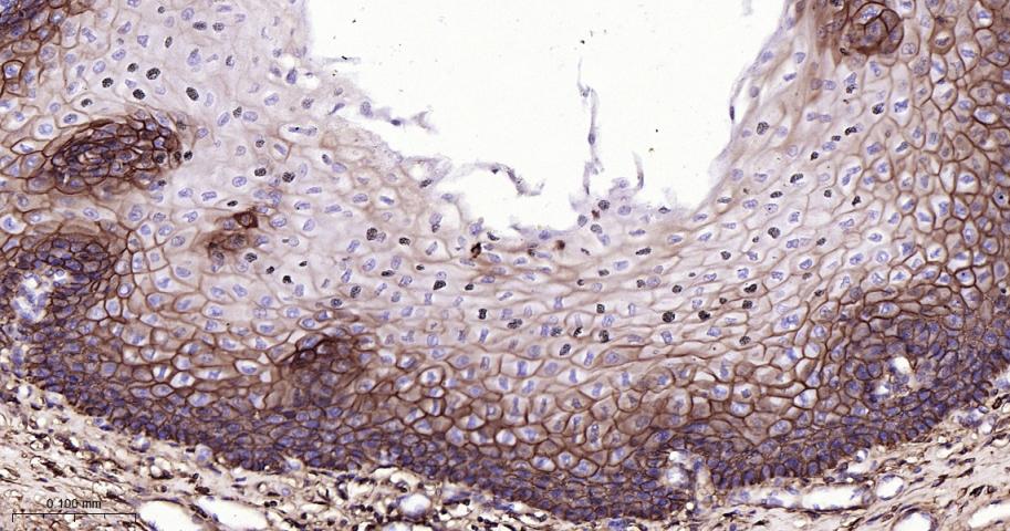 CD44单克隆抗体-bsm-51065M