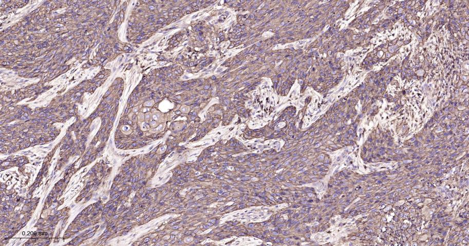 CD44单克隆抗体-bsm-51065M