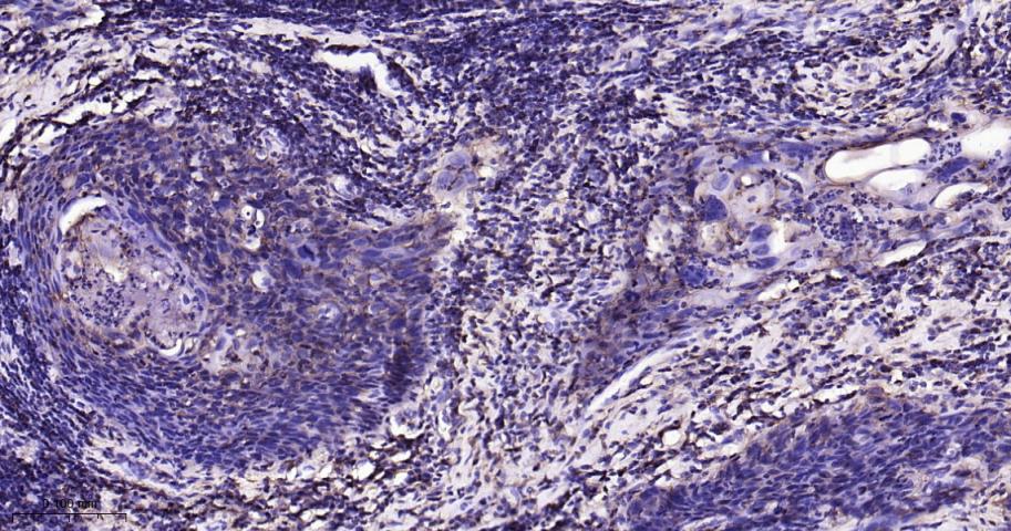 CD44单克隆抗体-bsm-51065M