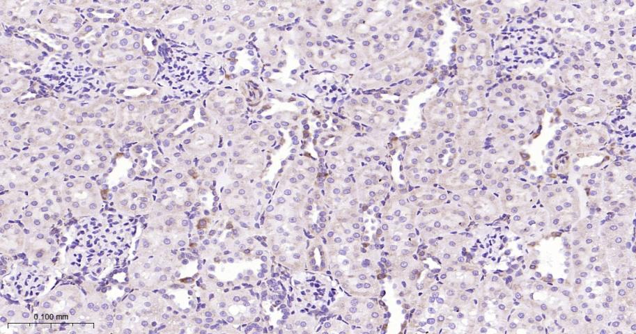 内质网蛋白ERp19重组兔单抗