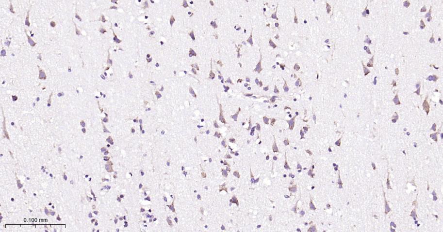 内质网蛋白ERp19重组兔单抗