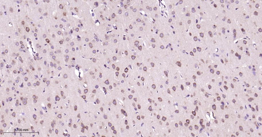 内质网蛋白ERp19重组兔单抗
