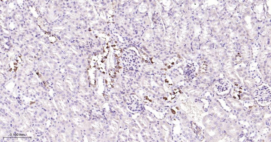 内质网蛋白ERp19重组兔单抗