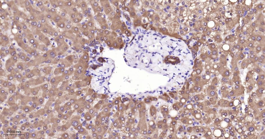 干细胞生长因子重组兔单抗