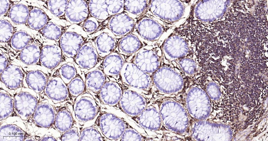 CD44单克隆抗体-bsm-51065M