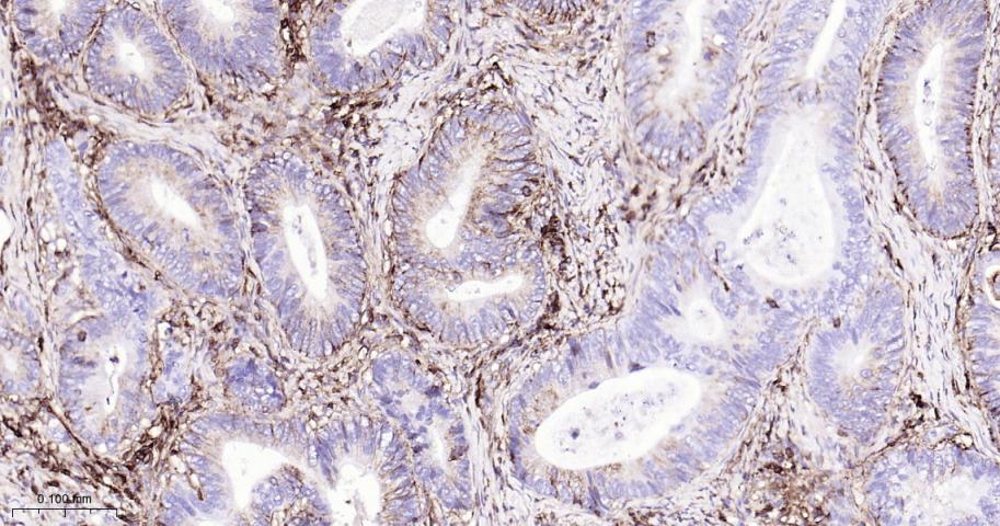 CD44单克隆抗体-bsm-51065M