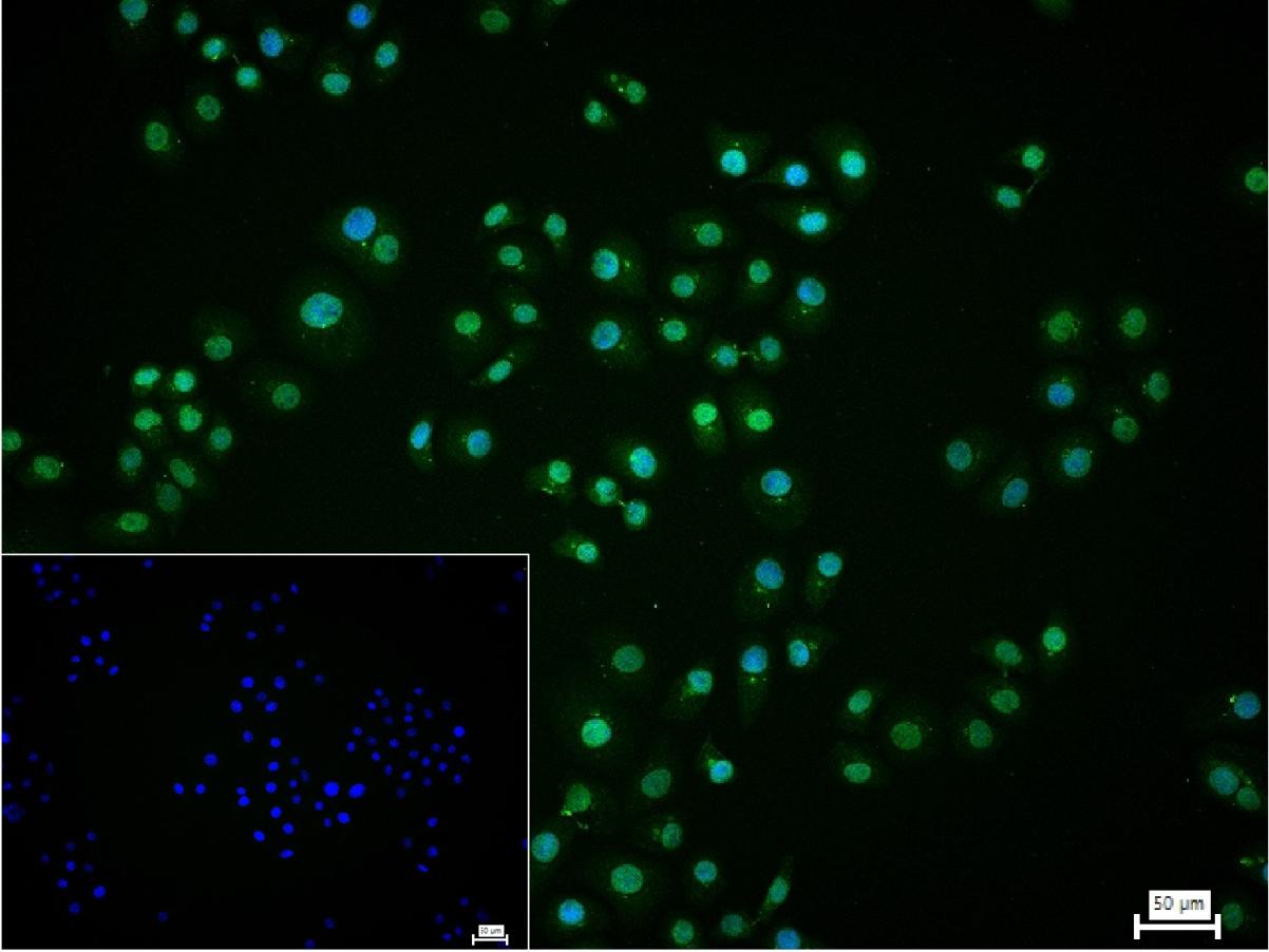 HIF-1 Alpha Rabbit pAb (一抗) - Flow-Cyt,ICC/IF | Bioss