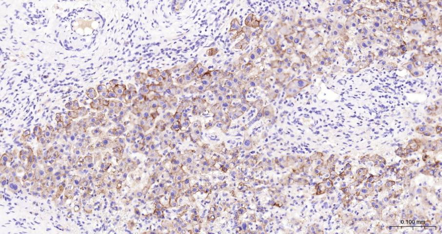 多配体蛋白聚糖1（CD138）单克隆抗体-bsm-43670M