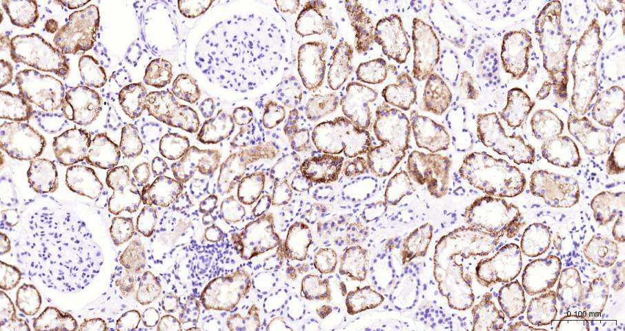 多配体蛋白聚糖1（CD138）单克隆抗体-bsm-43670M