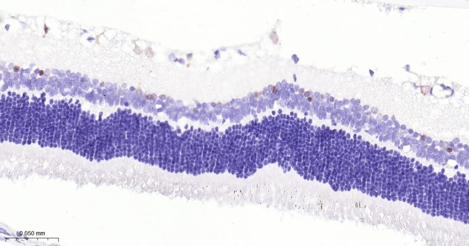 神经元核抗原重组兔单抗