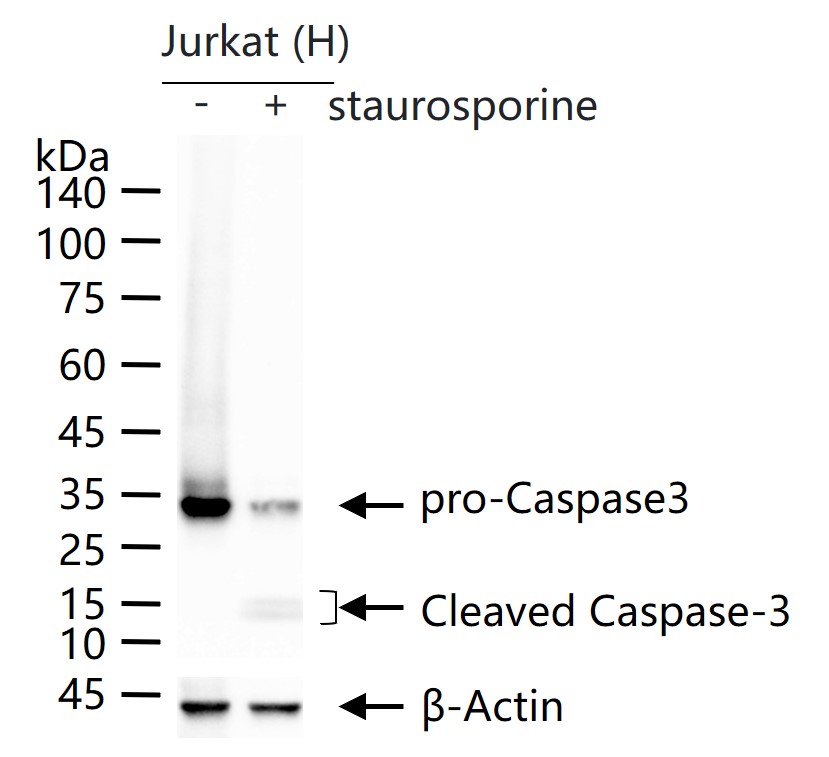 Caspase-3 Mouse mAb (一抗) - WB,IHC-P,IHC-F,IF,Flow-Cyt,ICC/IF | Bioss