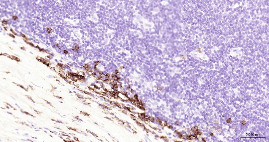 多配体蛋白聚糖1（CD138）单克隆抗体-bsm-43670M