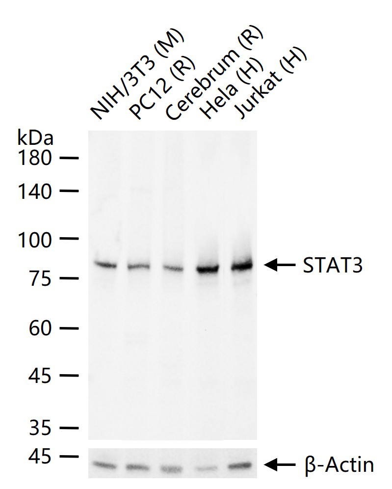 信号转导和转录激活因子3单克隆抗体-bsm-33218M