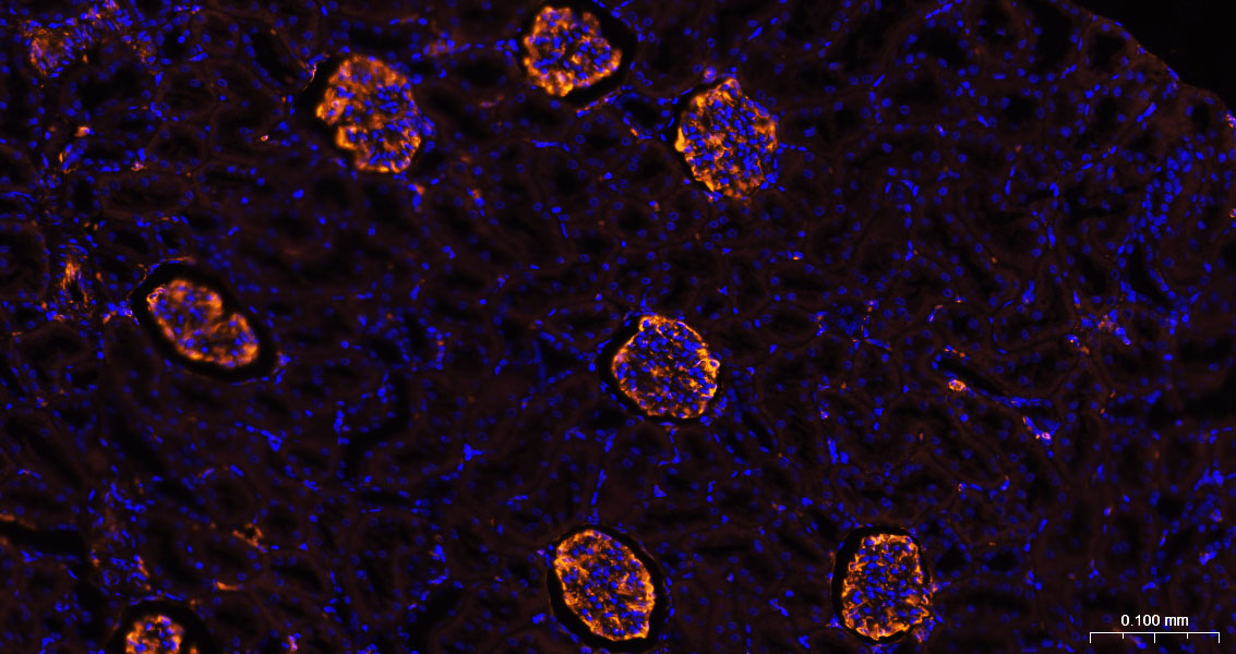 BF555标记的驴抗兔IgG H&L